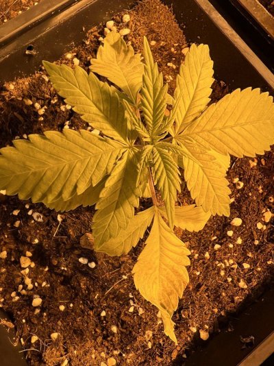 need-a-little-help-with-my-3-plants-2.jpeg