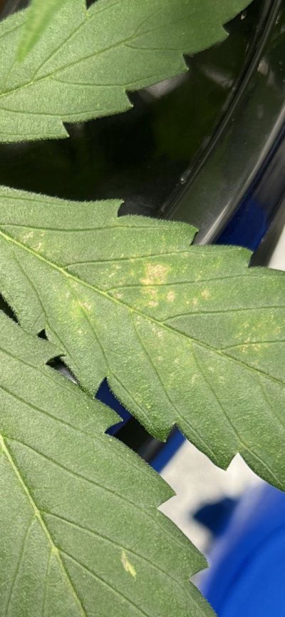 autoflower-brownishyellowish-spots-on-leaves-3.jpeg