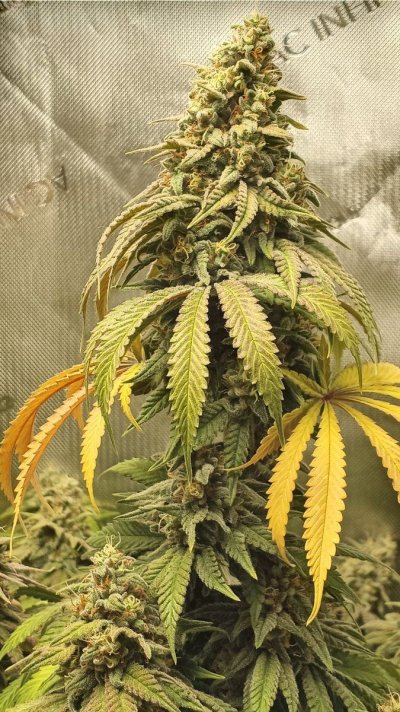 first-indoor-growcompleted-i-am-onto-number-2-3.jpg