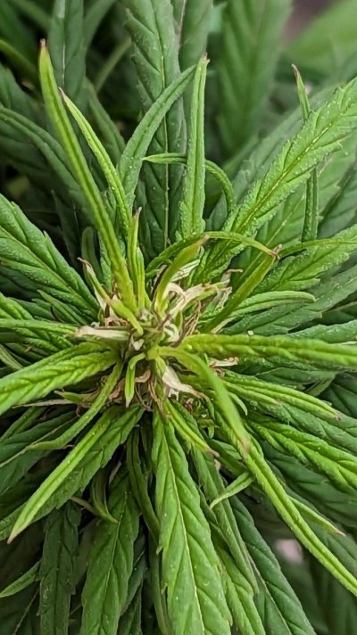 is-the-weed-ready-to-harvest-10.jpg