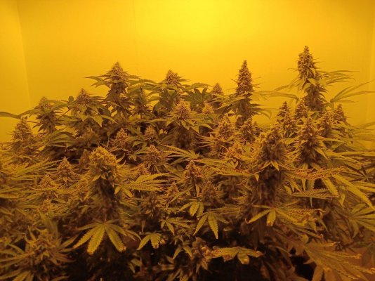 Chemistry's grow your own quality stash.