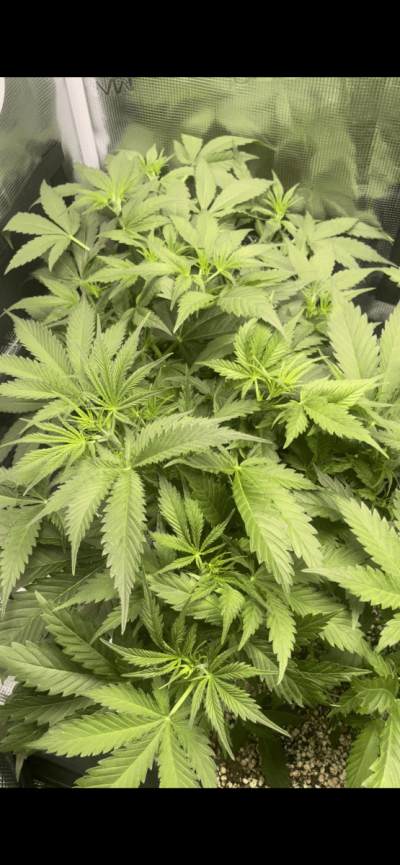 first-time-grow---gelato-and-gorilla-cookies-autoflowers-3.png