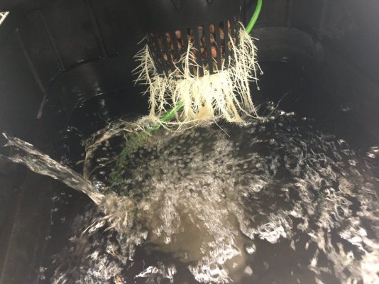 new-4-plant-site-rdwc-system---grape---gas--from-impulsive-grower-4.jpg