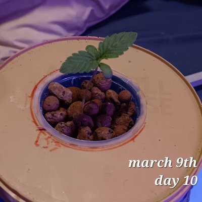 alcapuco-gold--dwc-seedpharm-advanced-nutes-2.jpg