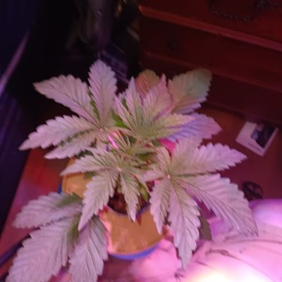 alcapuco-gold--dwc-seedpharm-advanced-nutes-4.jpg