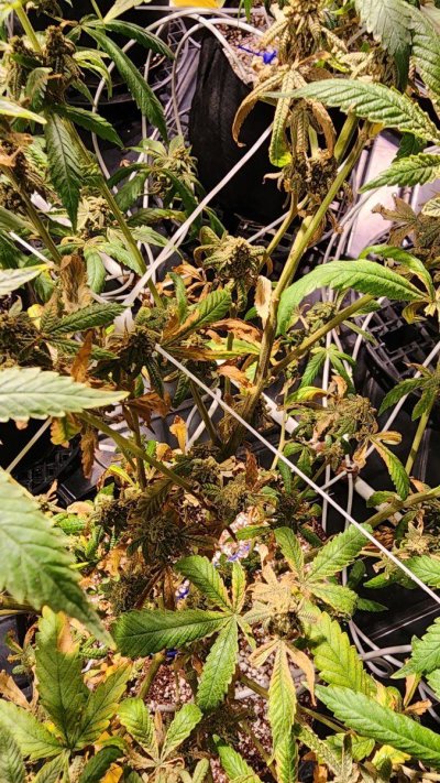 plant-health-issue-need-help-2.jpg