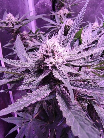 Trustfall Genetics 1st time grow with Mac Dragon bx-1 by Garos Dog