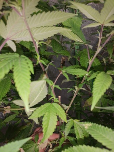 New Lights, New Grow. XS1500 PRO x2 PURPLE PUNCH