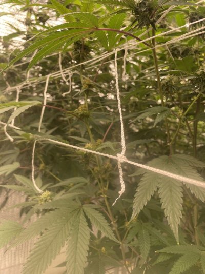 buds-are-turning-yellow-from-bottom-up-please-help.jpeg