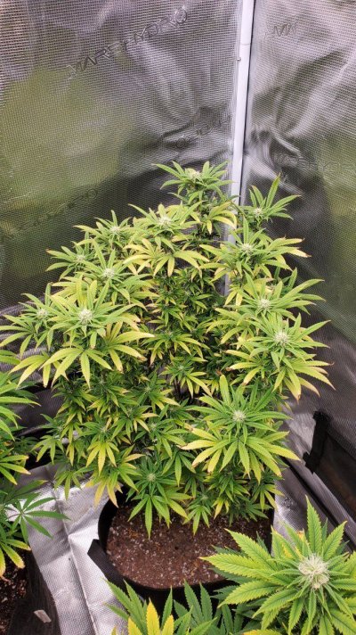 plants-stopped-drinking-and-turning-yellow-2.jpg
