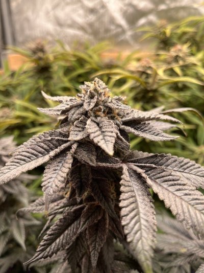 lookin-for-insight-on-1st-grow-and-can-anyone-tell-me-if-its-close-to-harvest-time.jpeg