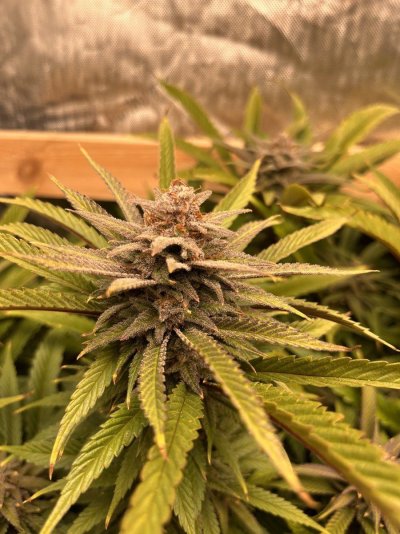 lookin-for-insight-on-1st-grow-and-can-anyone-tell-me-if-its-close-to-harvest-time-3.jpeg