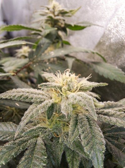 Flowering The Tally Mon Journal