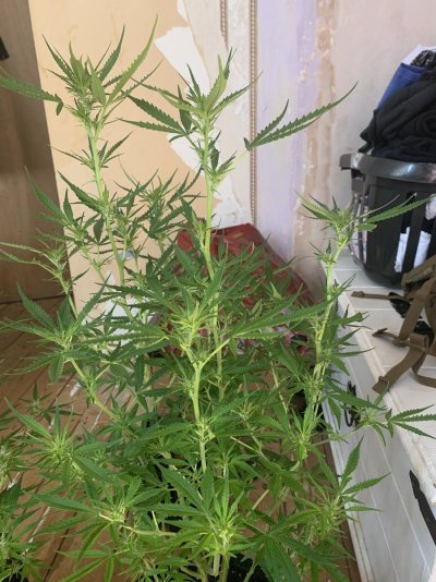 Hi im new here and need help