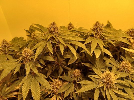 Chemistry's grow your own quality stash.