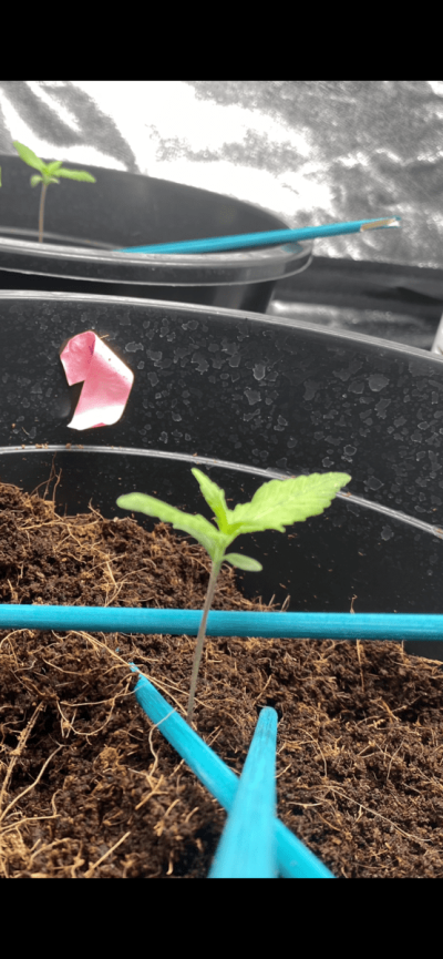 X Speed Auto flower - Our 1st Project