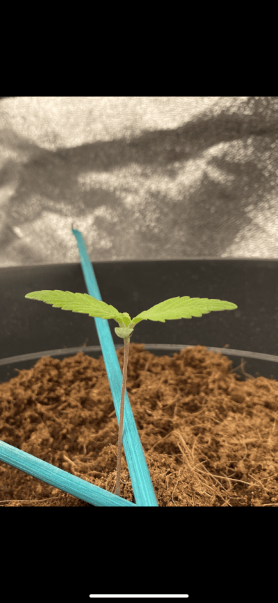 X Speed Auto flower - Our 1st Project