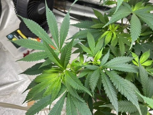 coco-grow-new-yellow-leaves-2.jpeg