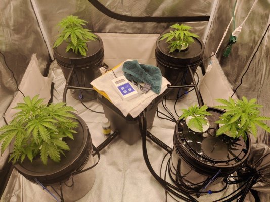Original Haze (Purple Phenotype) x Northern Lights #2 from Authentic Genetics Seed Company grow journal