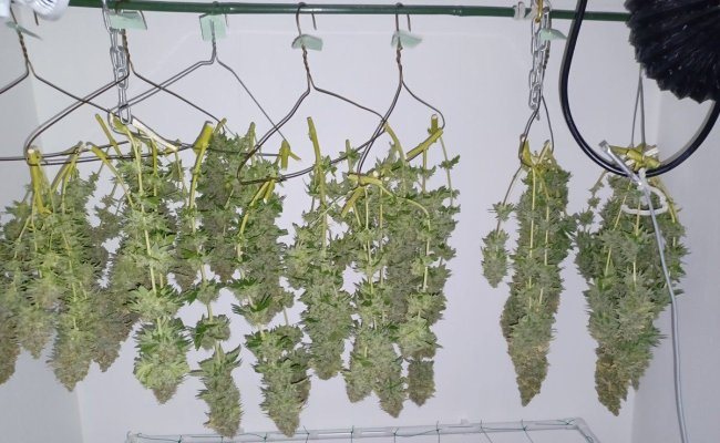 Chemistry's grow your own quality stash.