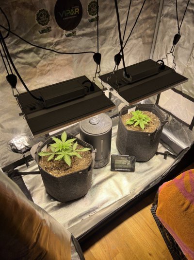 viparspectra-xs1500-pro-led-lights-x2-14.jpeg