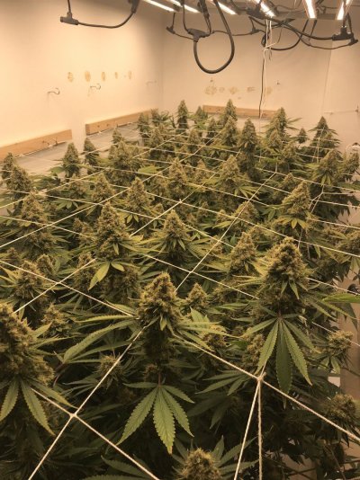 How long left until chop ?