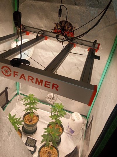 Pipecarver & SpiderFarmer's New G3000 over Auto Pots in a 3'x3'