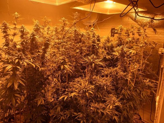 day 43 flower ANY ADVICE? welcome all