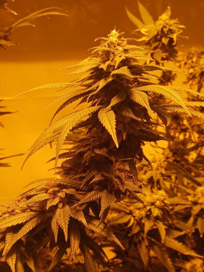 day 43 flower ANY ADVICE? welcome all