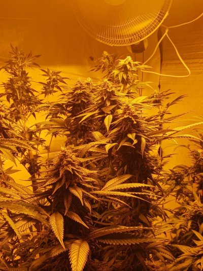 day 43 flower ANY ADVICE? welcome all