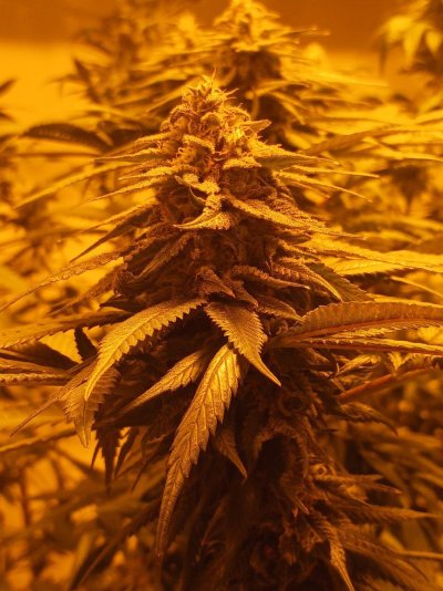 day 43 flower ANY ADVICE? welcome all