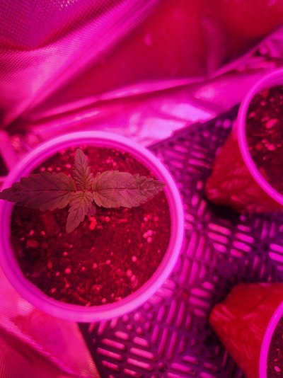 wondering-what-this-is-curling-leaves-seedlings-2.jpg