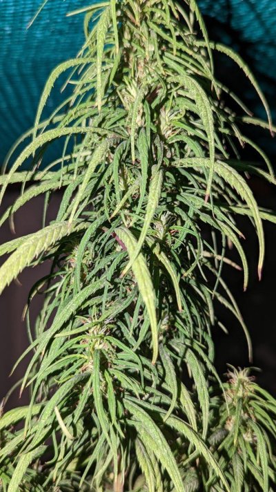 Is the weed ready to harvest