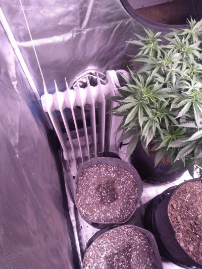 Redneck ac? In a grow tent?