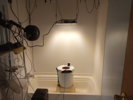 Viparspectra XS 1500 Pro and the start of something good, Sour Stomper