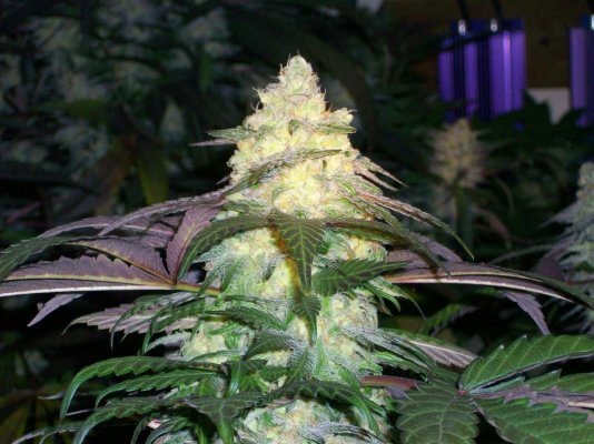 Purkle(Purple Urkle X The Purps)