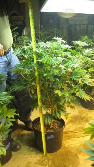 California Cannetics Grow Journal Sonoma Black Dawg