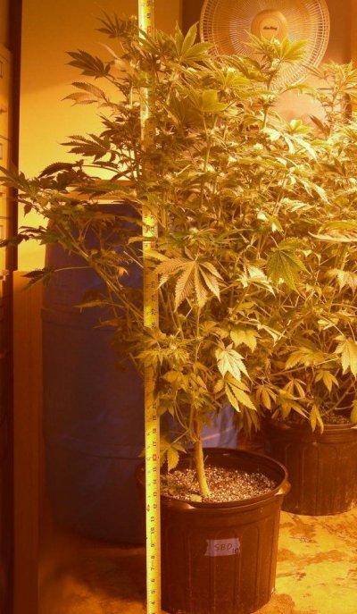 California Cannetics Grow Journal Sonoma Black Dawg