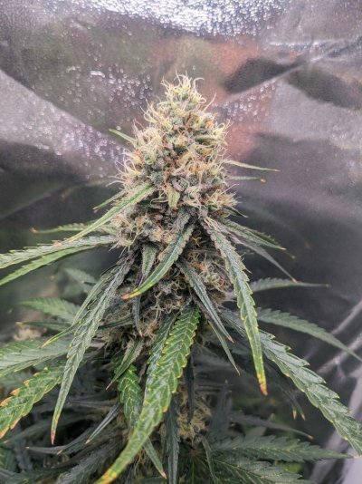 Grow question yellowing leaves problem