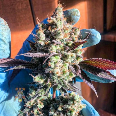 Now what? Flowering too early!