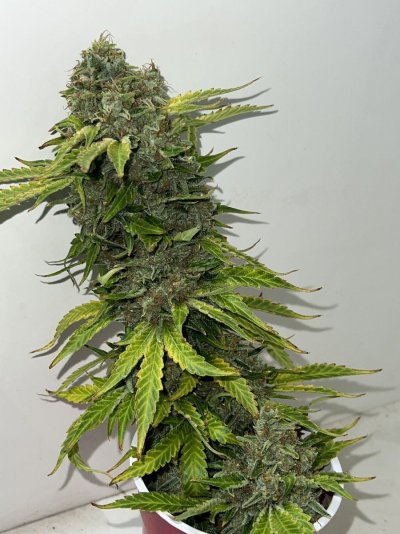 Enforcer’s good bud grow room.