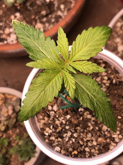SCROG Logs - SCROG Pics Only