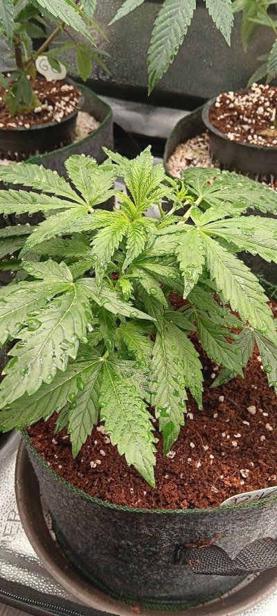 just-caught-my-grow-partner-sniffin-da-weeds-flower-week-one-first-feeding-bud-blood.jpg