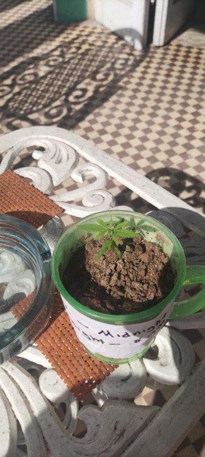 Growing in 3rd World Conditions.