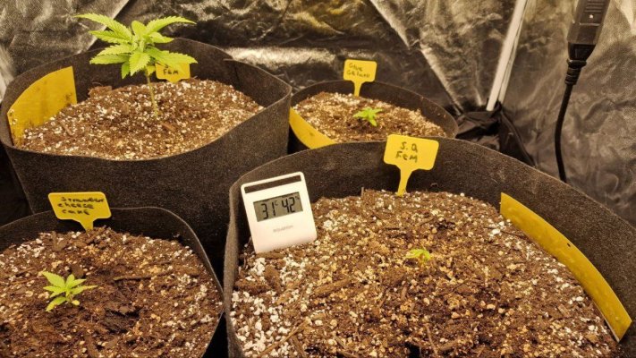 autos-not-growing-indoors-soil-advanced-nutrients-mars-hydro-fce3000.jpg