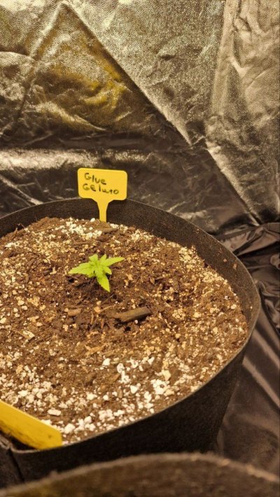 autos-not-growing-indoors-soil-advanced-nutrients-mars-hydro-fce3000-2.jpg