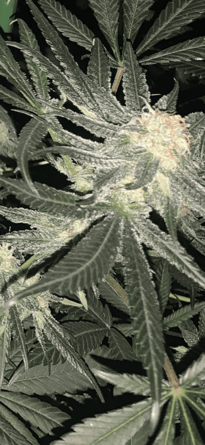 3EECABFD-EC2F-472E-9ECD-9B89D5BBFF4A.png
