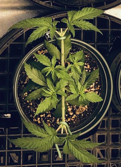 Help manifolding please I've read everything but can't seem to recognize where to cut and what to cut