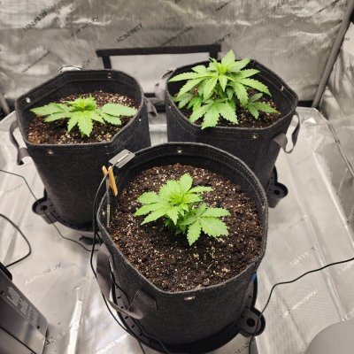 Can this be an early Nitrogen lockout