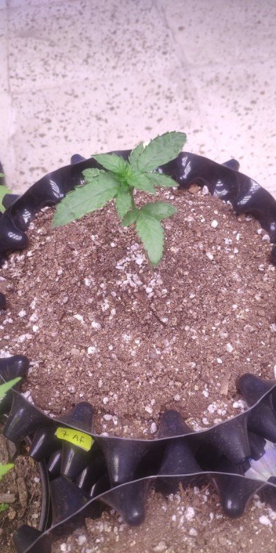FoN:Apple fritter/trop cherry & Bloom seeds; gallows point with farmlite 240w LEDs organic medium with gaia green